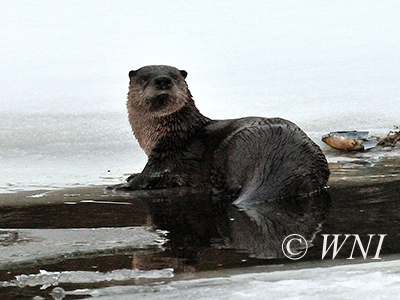 North American River Otter (Lontra canadensis)